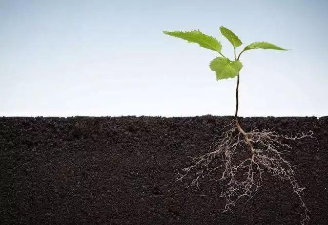 植物根系分析儀 植物根系分析儀