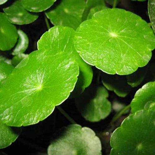 如何正確使用植物冠層分析儀?