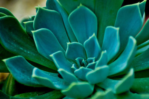 植物冠層分析儀有什么作用？