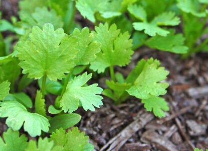 為什么要研究植物冠層，需要用到什么儀器？