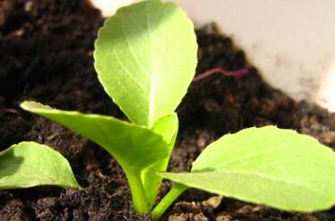 植物根系分析儀間接為農業生產做出貢獻