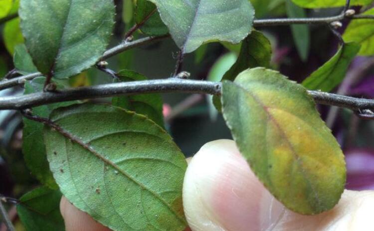 植物營養診斷儀 植物營養診斷儀