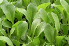 植物生理研究提升農業科研的效率