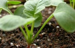 植物營養診斷儀助力精細化農業發展