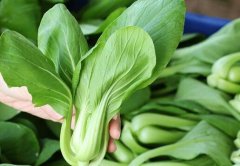 植物根系分析儀為農業發展注入新的活力