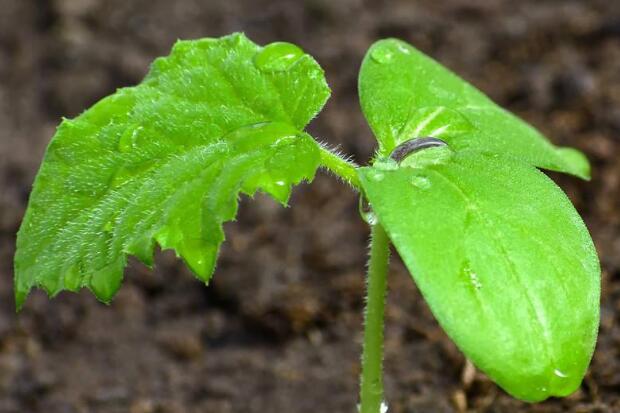 植物冠層分析儀 植物冠層分析儀