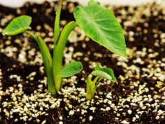 果蔬呼吸測定儀的使用有什么意義？