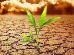 葉面積測定儀會不會破壞植物葉片？